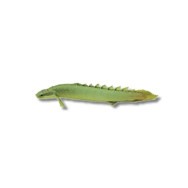 Polypterus senegalus