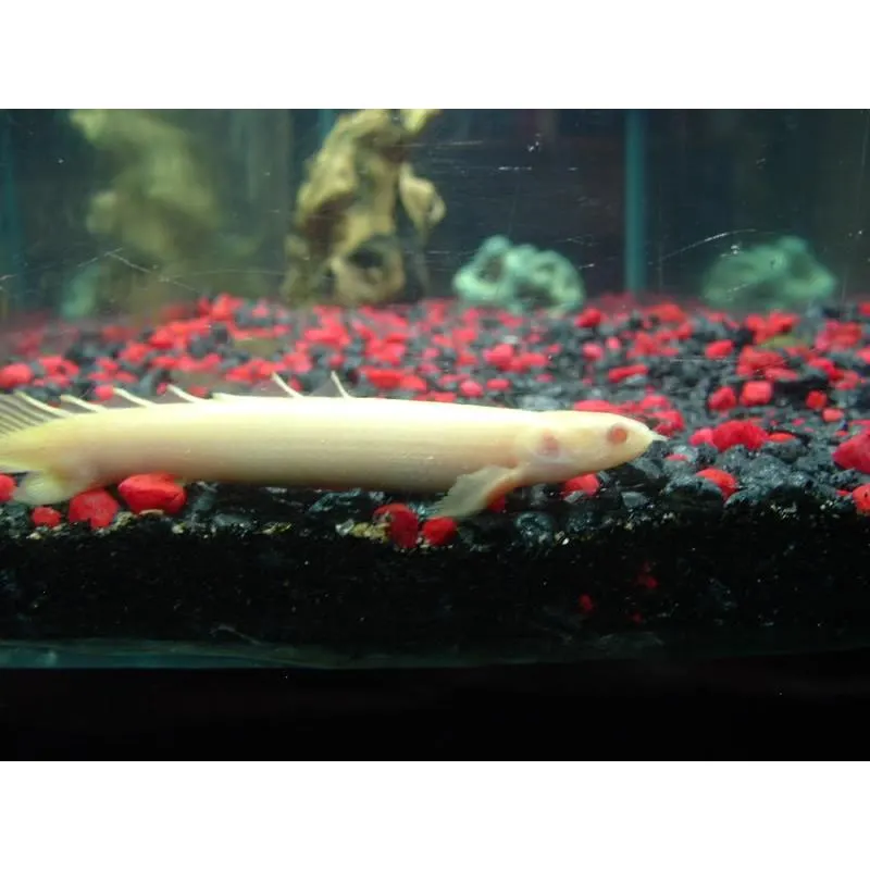 Polypterus senegalus albino