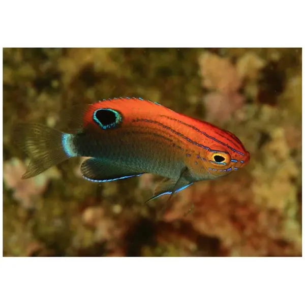 Pomacentrus bankanensis