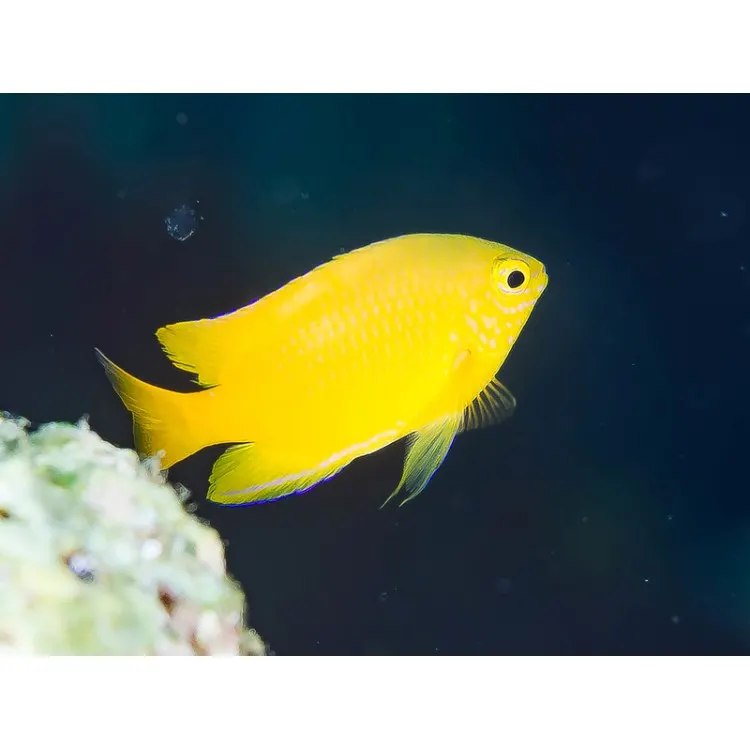 Pomacentrus moluccensis  Lemon damsel