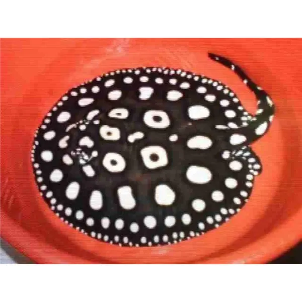 Potamotrygon leopoldi black diamond
