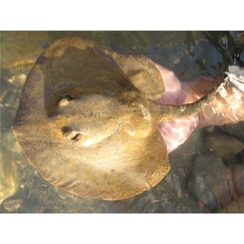 Potamotrygon magdalaenae reticulatus cb.