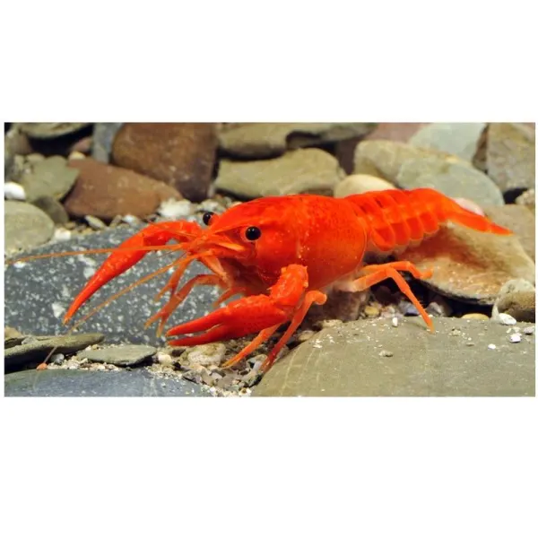 Procambarus clarkii ORANGE