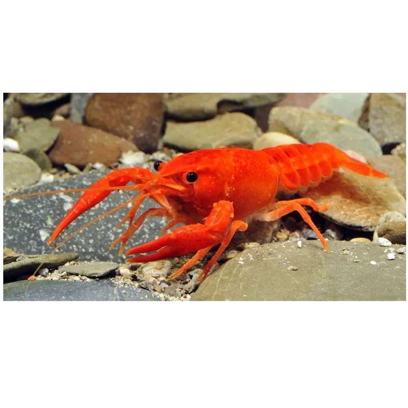 Procambarus clarkii ORANGE
