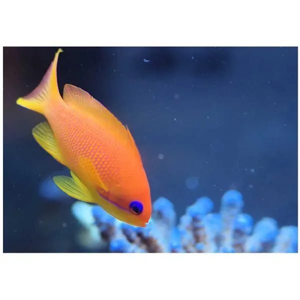 Pseudanthias squamipinnis (Anthias cu ochi albastri)
