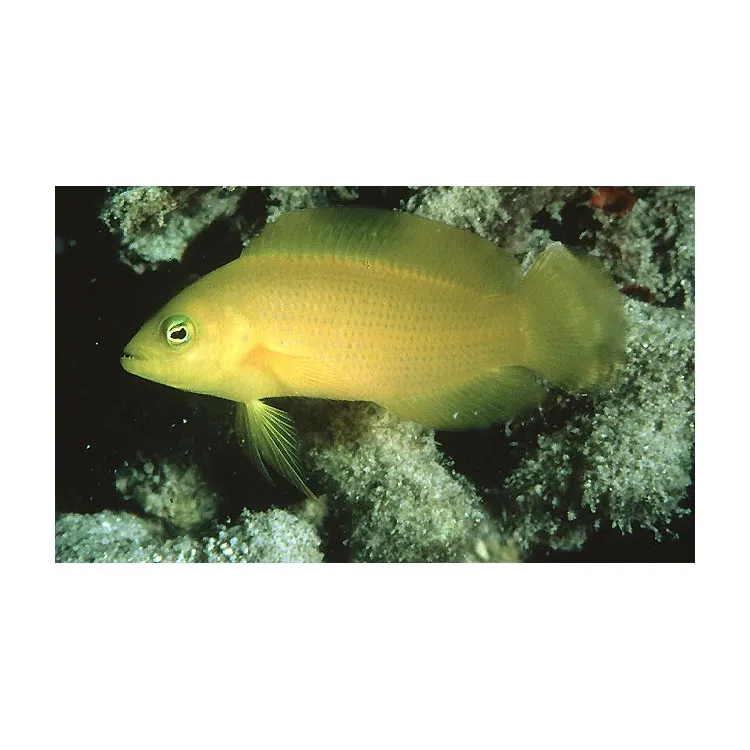 Pseudochromis fuscus (Disky dotyback) M