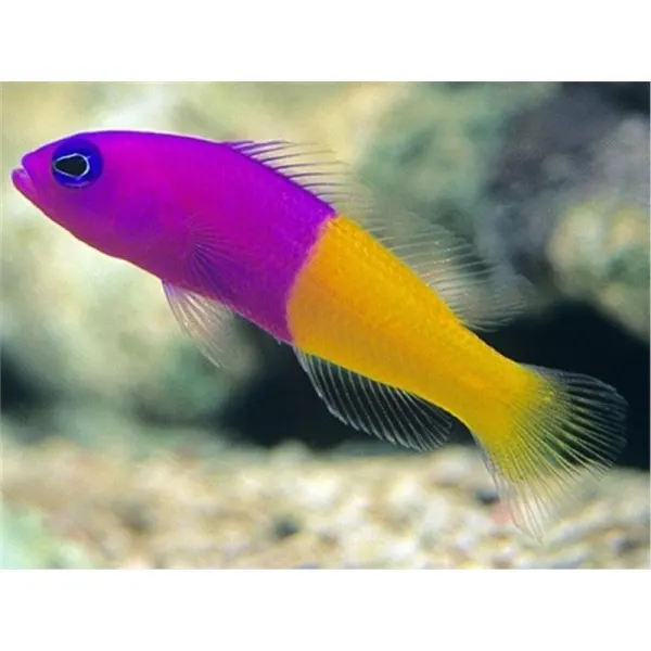 Pseudochromis paccagnellae