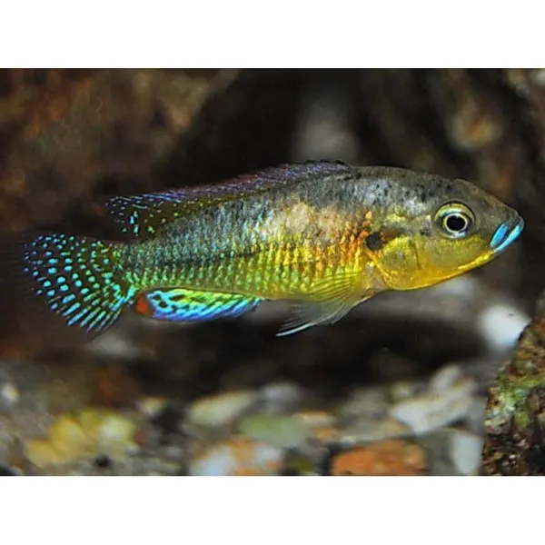 Pseudocrenilabrus philander dispersus