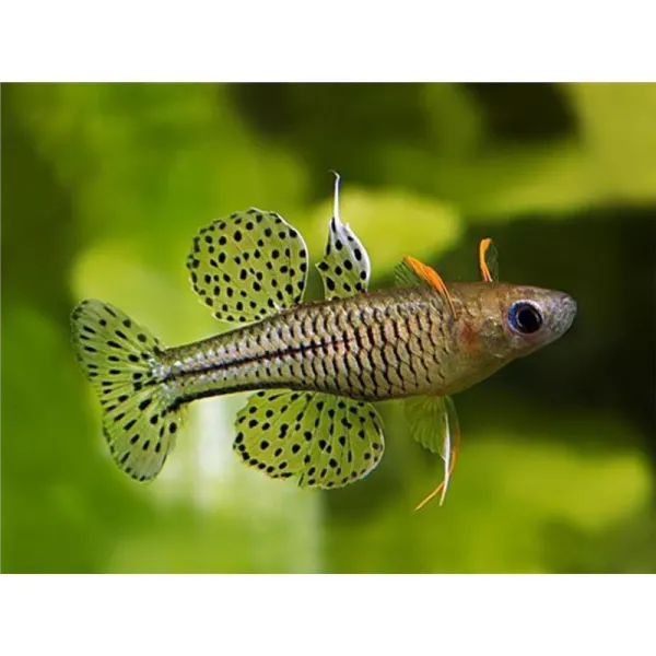 Pseudomugil gertrudae (Spotted Blue-Eye)