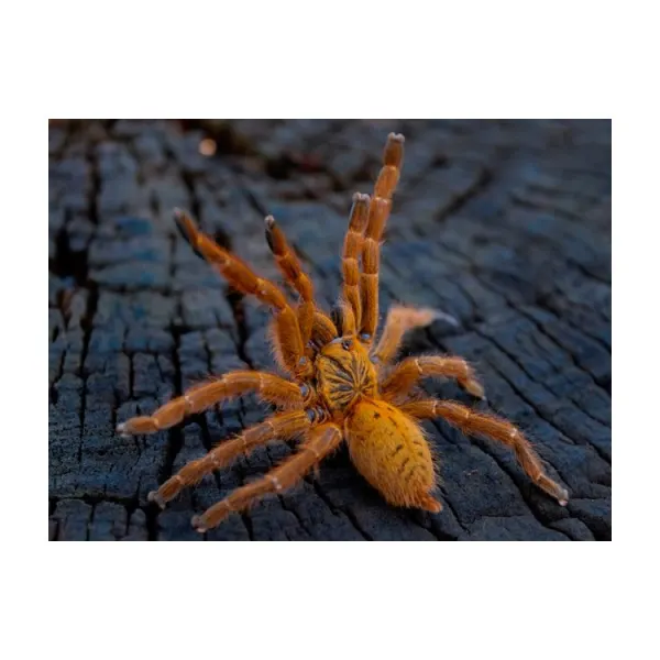 Pterinochilus usambara