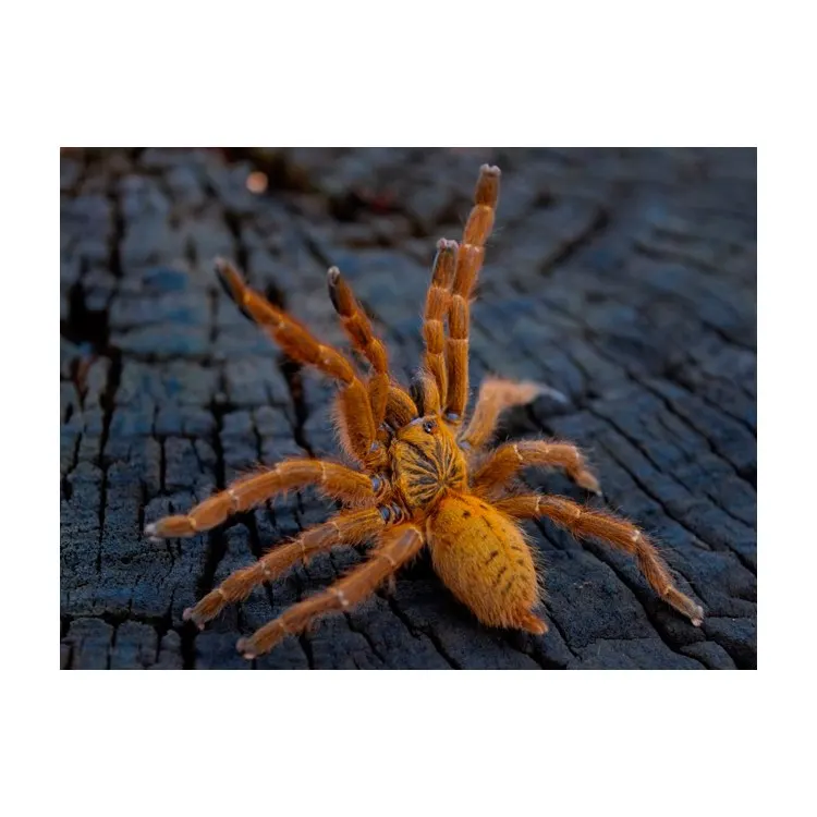 Pterinochilus usambara
