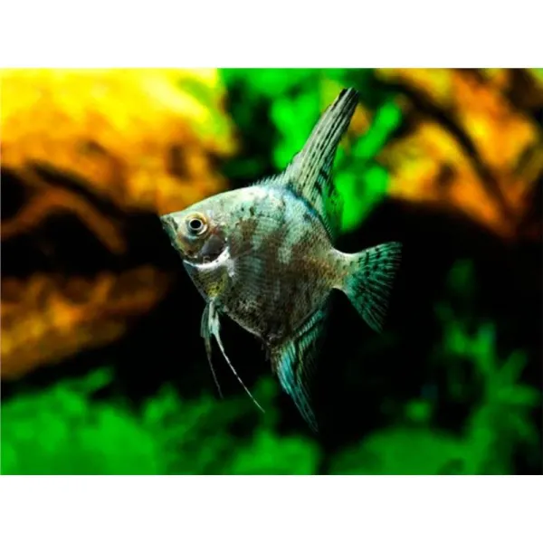 Pterophyllum scalare 'Green'