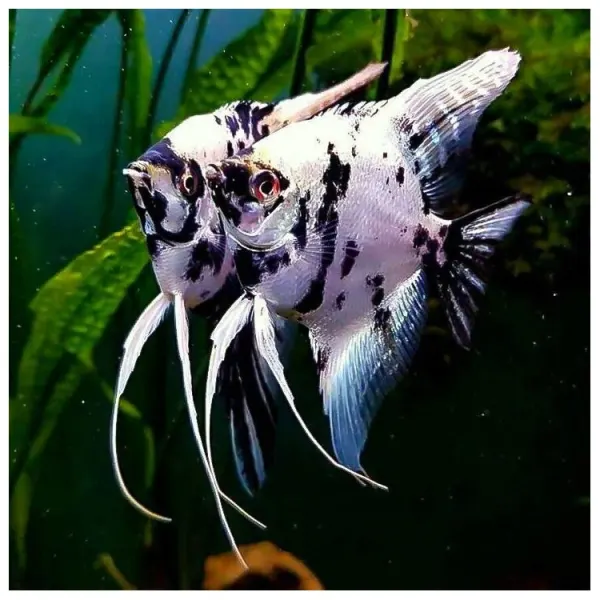 Pterophyllum scalare 'Platinum Panda'