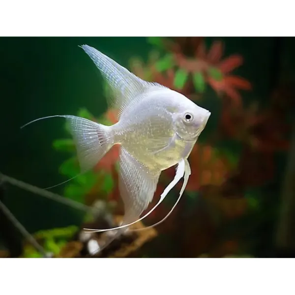 Pterophyllum scalare 'Platinum White'