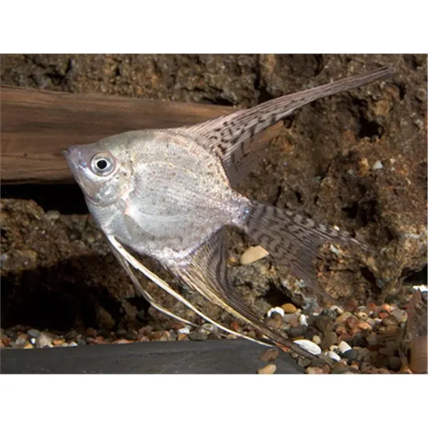 Pterophyllum scalare california