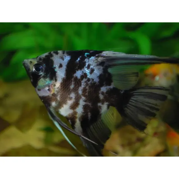 Pterophyllum scalare dalmatin