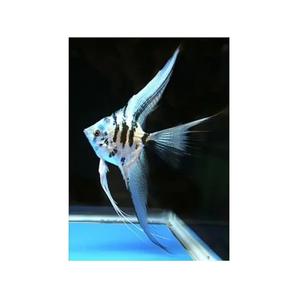Pterophyllum scalare dalmatin diamond