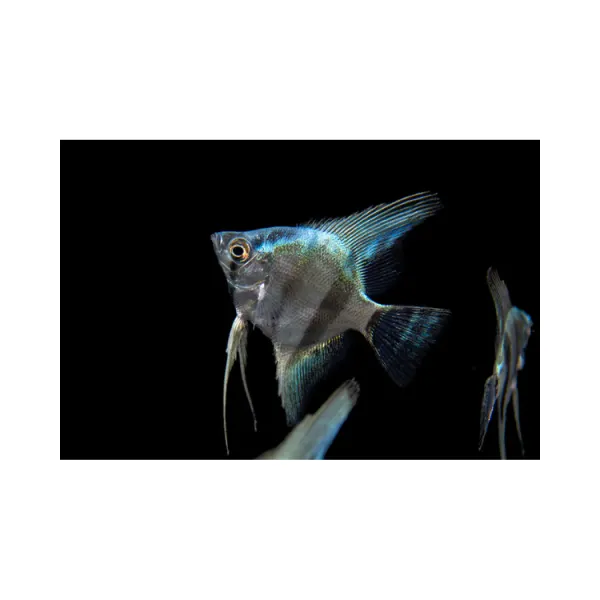 Pterophyllum scalare diamond