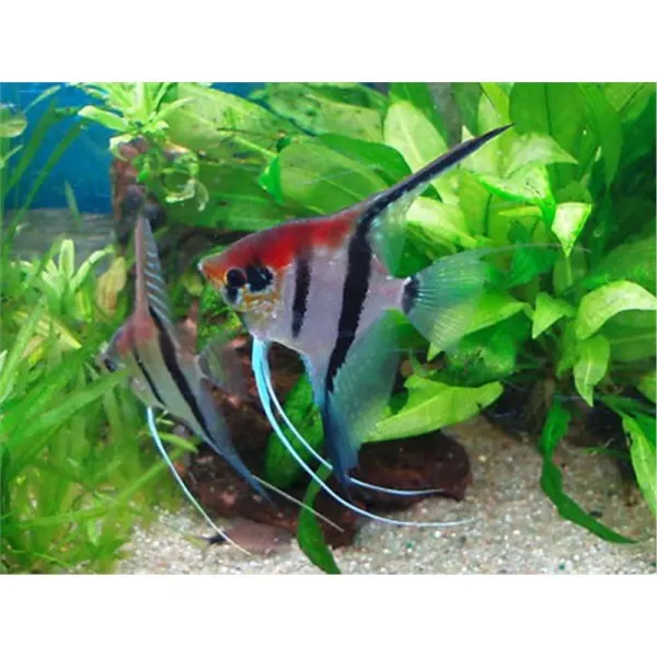 Pterophyllum scalare manacapuru red back