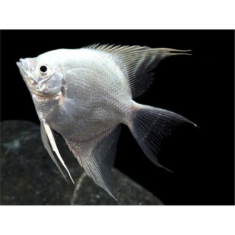 Pterophyllum scalare platinum