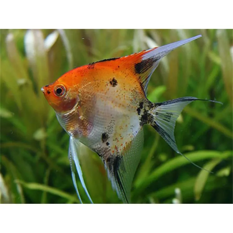 Pterophyllum scalare red devil