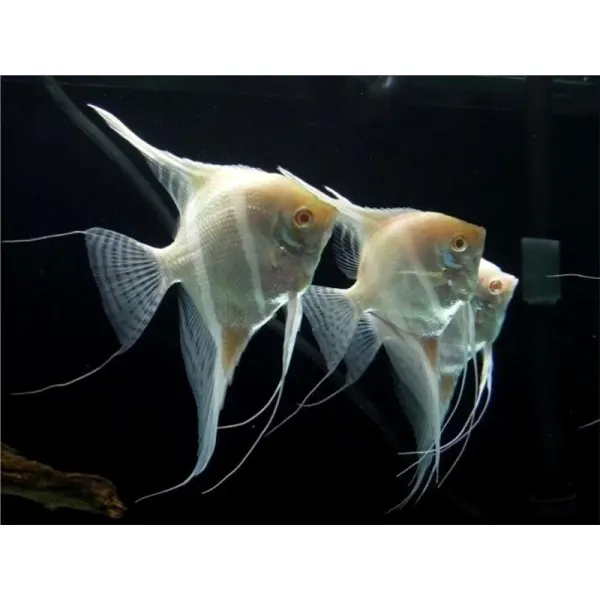 Pterophyllum scalare Rio Jappura Albino
