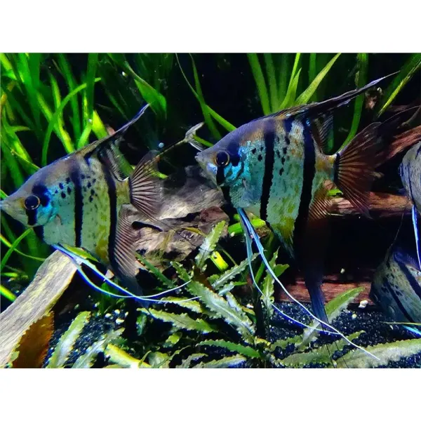Pterophyllum scalare rio nanay