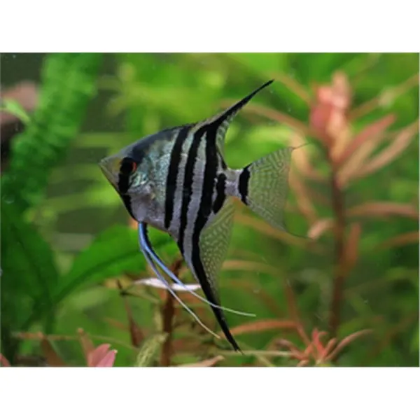 Pterophyllum scalare zebra