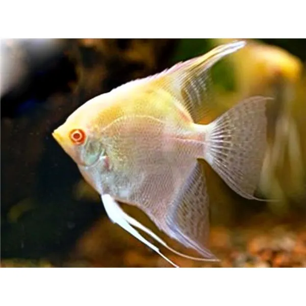 Pterophyllum scalare zebra albino