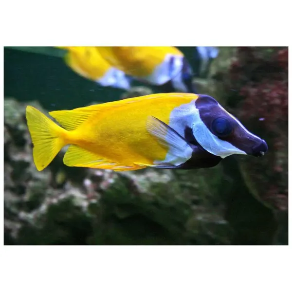 Rabbitfish foxface (Siganus vulpinus)