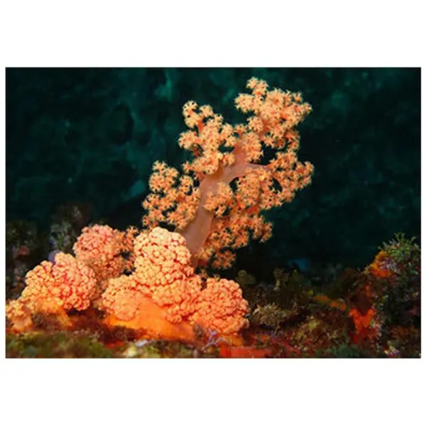 Red Orange Silk Coral