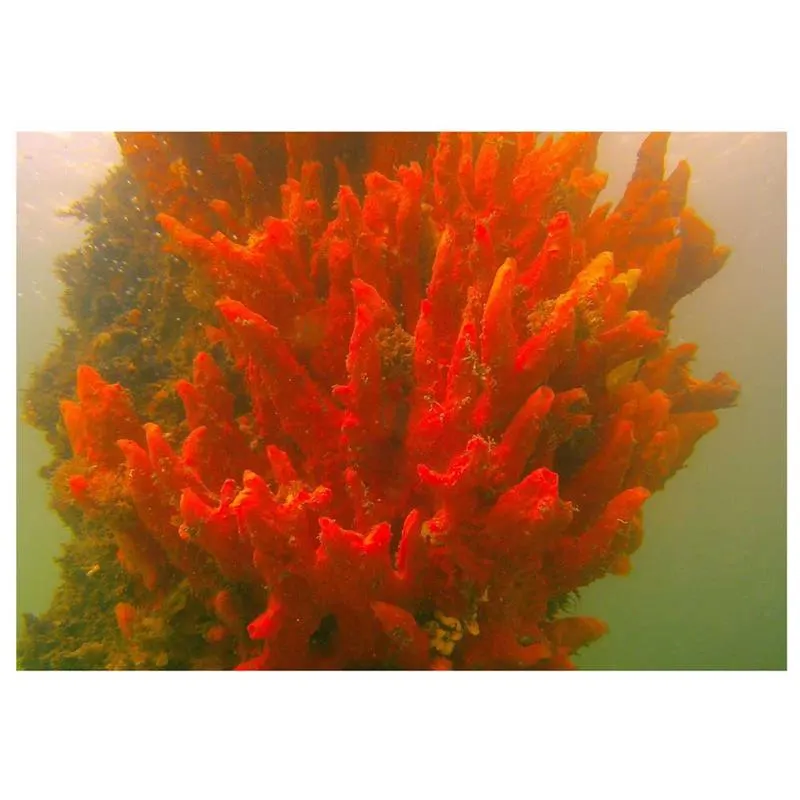 Red Ridge Sponge (Porifera sp.)