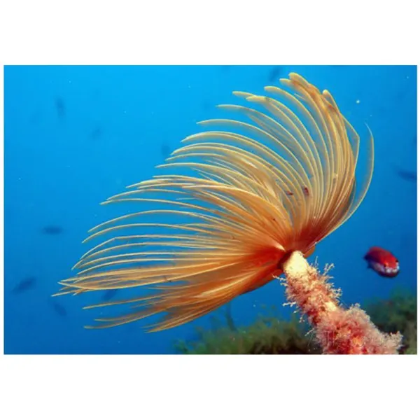 Sabella spallanzanii Red White