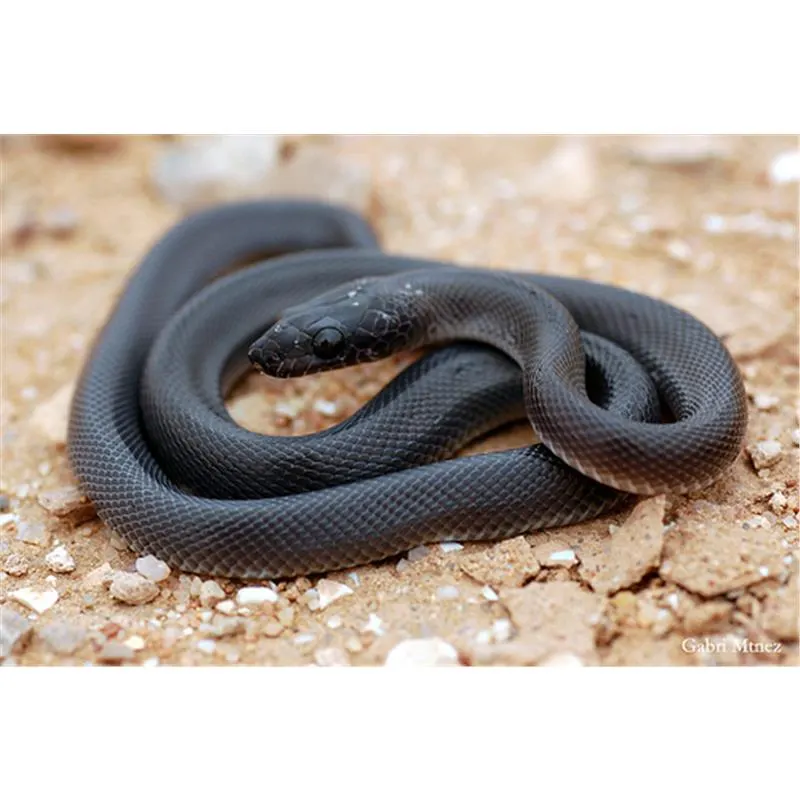 Sarpe Boaedon fuliginosus (African house snake)