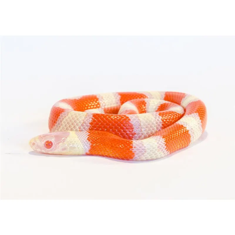 Sarpe de Lapte Honduras albino