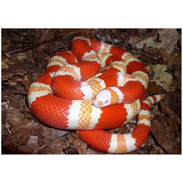 Sarpe de Lapte Honduras albino orange