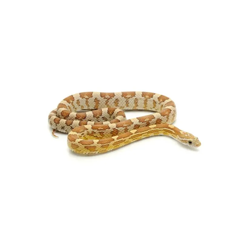 Sarpe de Porumb Amber