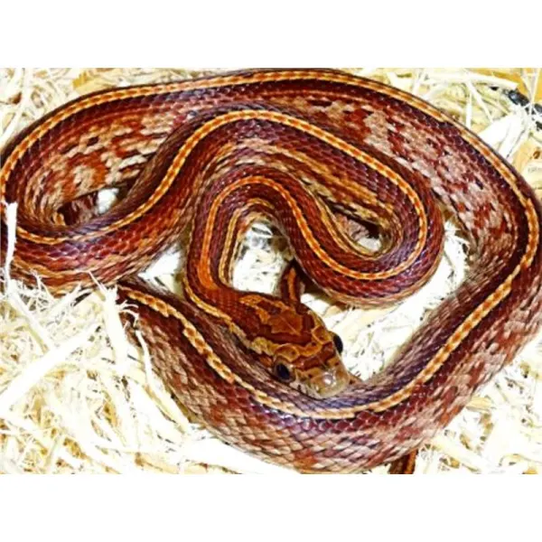 Sarpe de porumb Corn Snake Tessera