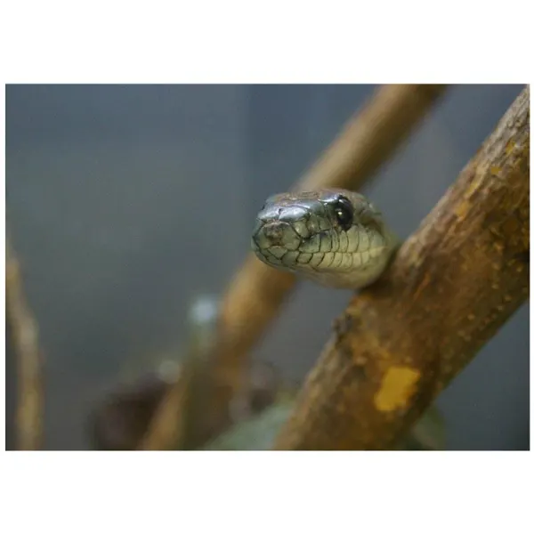 Sarpe Elaphe climacophora 'Sarpele-Sobolan Japonez'