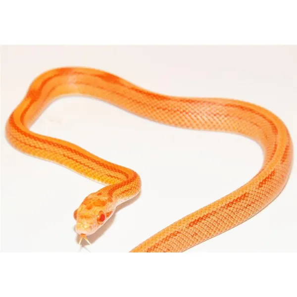 Sarpe Elaphe guttata Motley striped (Corn Snake)
