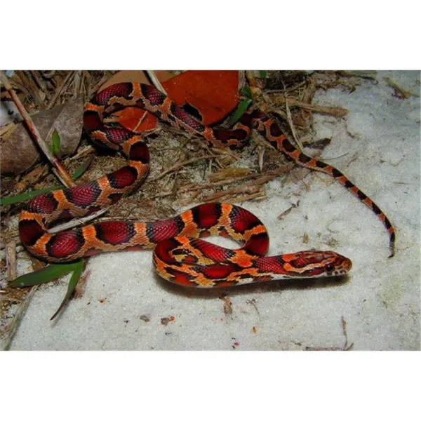 Sarpe Elaphe guttata okeetee (Corn Snake)