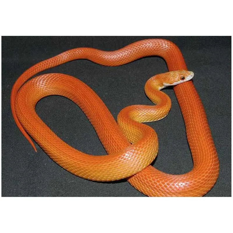 Sarpe Elaphe guttata vitramel (Corn snake)