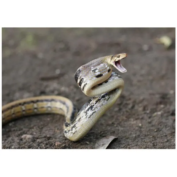 Sarpe Elaphe radiata (Radiated ratsnake)