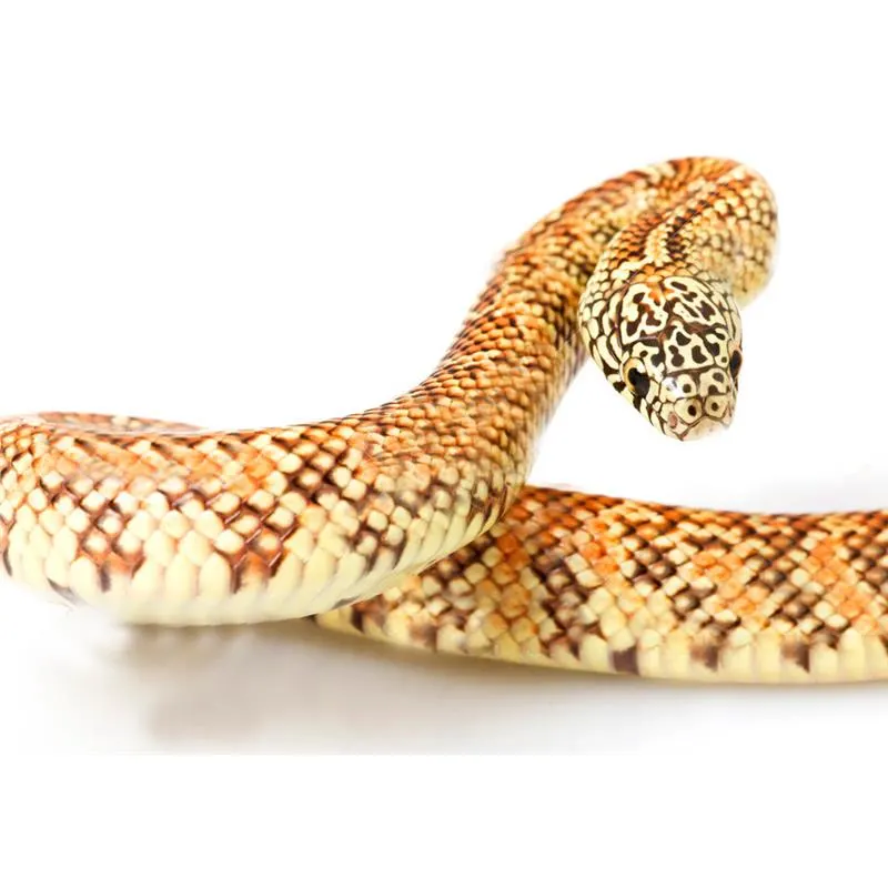 Sarpe Lampropeltis getulus floridana het. hypo 'Florida King Snake'