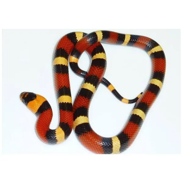 Sarpe Lampropeltis triangulum cambeli