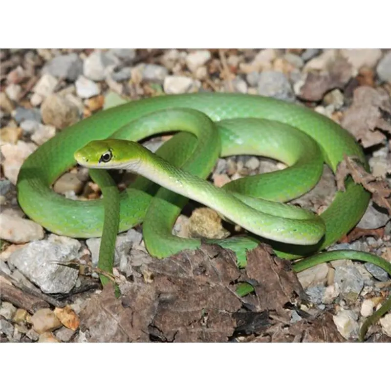 Sarpe Opheodrys aestivus 'Northern Rough Greensnake'