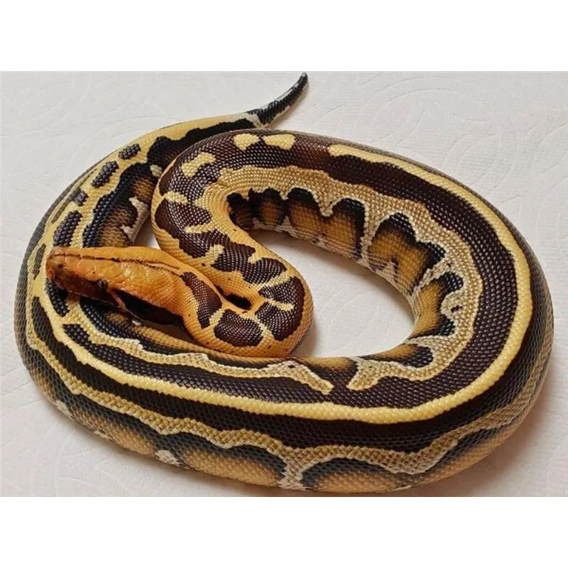 Sarpe Piton Python breitensteini (Borneo Python)