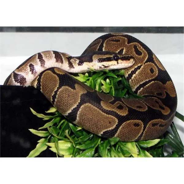 Sarpe Python regius (Piton regal)