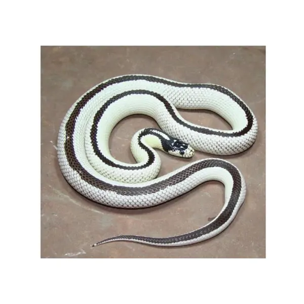 Sarpe Regal de California ?High White? vargat