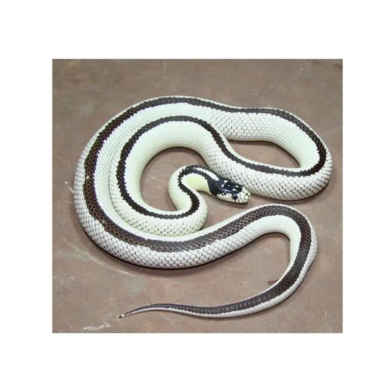 Sarpe Regal de California ?High White? vargat